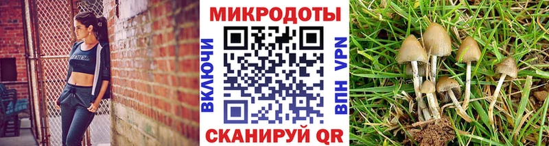 Галлюциногенные грибы Psilocybe  даркнет сайт  Елизаветинская 